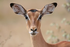 femelle Impala