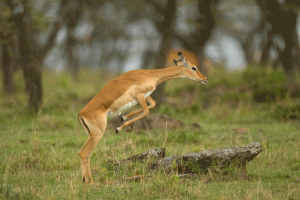 Impala (cliquer pour la voir en action)